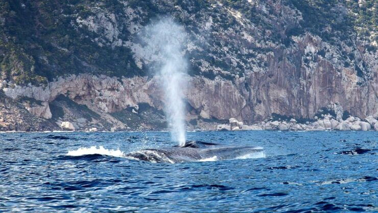 From Cala Gonone: Dolphin & Birdwatching in Orosei Gulf - Good To Know