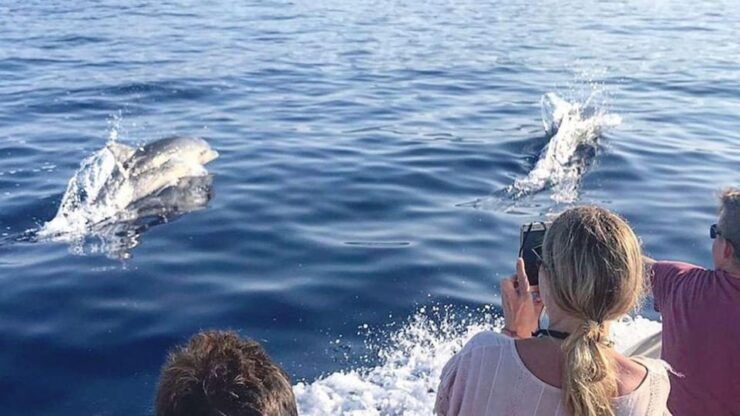 From Cala Gonone: Dolphin & Birdwatching in Orosei Gulf - Highlights of the Experience