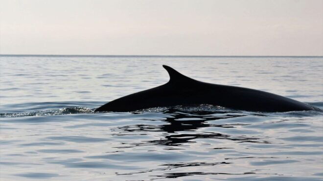 From Cala Gonone: Dolphin & Birdwatching in Orosei Gulf - Details About the Boat