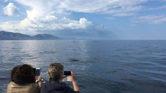 From Cala Gonone: Dolphin & Birdwatching in Orosei Gulf - Participant Eligibility