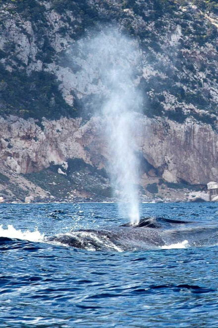 From Cala Gonone: Dolphin & Birdwatching in Orosei Gulf - What to Bring