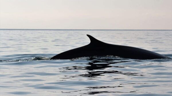 From Cala Gonone: Dolphin & Birdwatching in Orosei Gulf - Customer Feedback