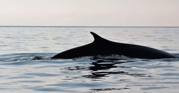 From Cala Gonone: Dolphin & Birdwatching in Orosei Gulf - Frequently Asked Questions