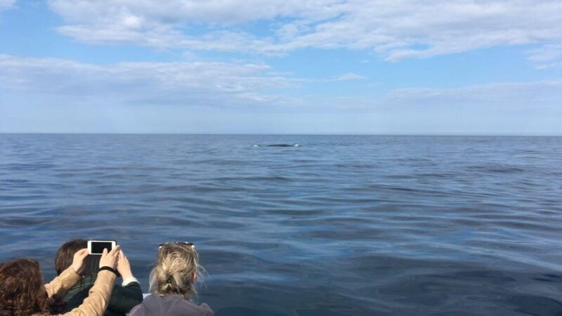 From Cala Gonone: naturalistic excursion on a RIB - The Itinerary: What to Expect