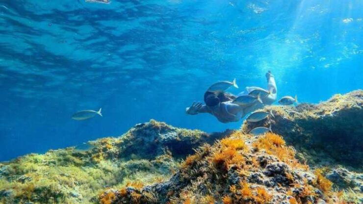 From Cala Gonone: Snorkeling in the Orosei Gulf - Key Highlights of the Experience
