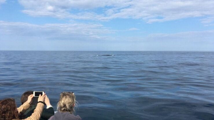 From Cala Gonone: Whale & Birdwatching in the Gulf of Orosei - Tour Details