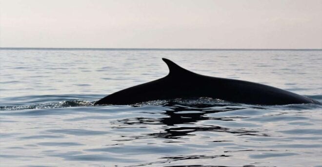 From Cala Gonone: Whale & Birdwatching in the Gulf of Orosei - Boat and Guide Details