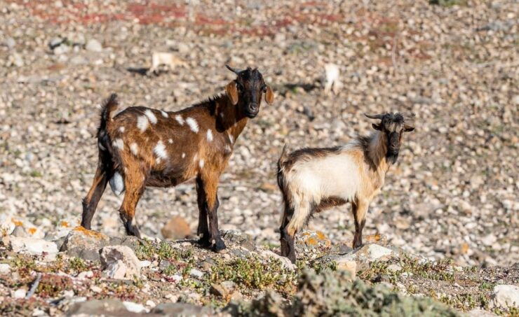 From Caleta De Fuste: Explore Rural Fuerteventura Tour - Good To Know
