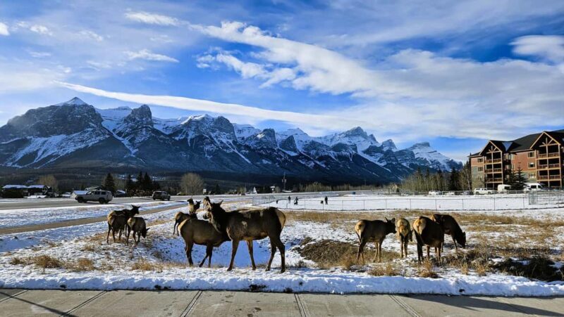 From Calgary to Banff: Day Trip with Wolfdog Sanctuary Visit - Exploring Banff’s Highlights