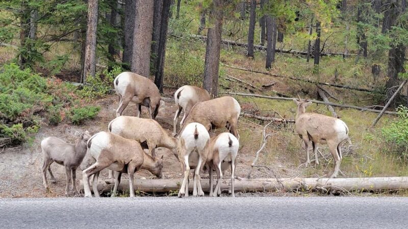 From Calgary to Banff: Day Trip with Wolfdog Sanctuary Visit - The Historic Fairmont Banff Springs Hotel and Bow Falls