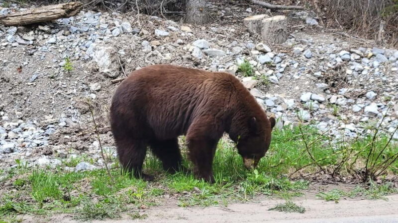 From Calgary to Banff: Day Trip with Wolfdog Sanctuary Visit - Practical Details and Value