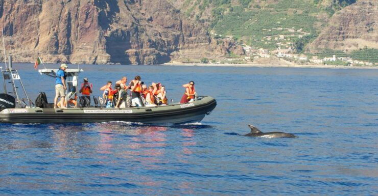 From Calheta: Madeira Whale and Dolphin Watching Boat Tour - Activity and Booking Details