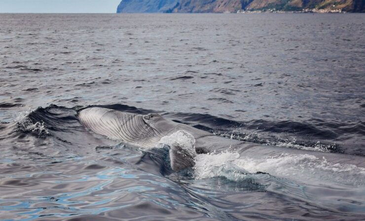 From Calheta: Madeira Whale and Dolphin Watching Boat Tour - Experience Highlights