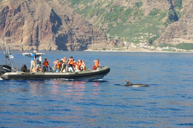 From Calheta: Madeira Whale and Dolphin Watching Boat Tour - Tour Guide and Vessel Features