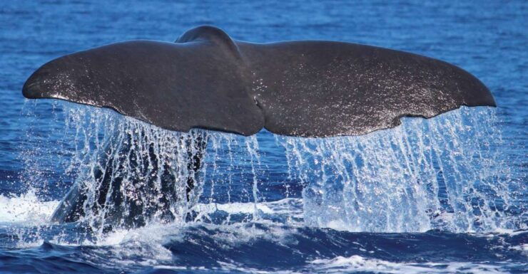 From Calheta: Whale and Dolphin Watching RIB Boat Tour - Experience Highlights