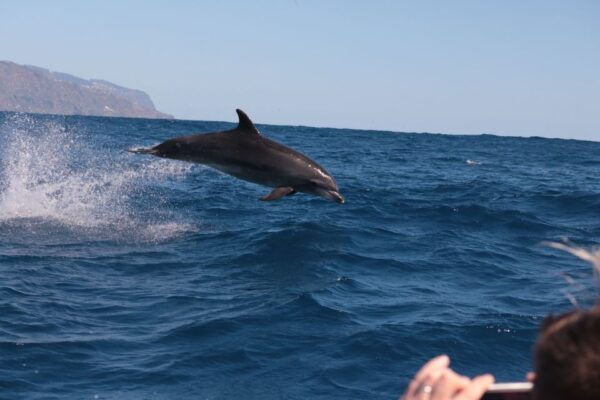 From Calheta: Whale and Dolphin Watching RIB Boat Tour - The Sum Up