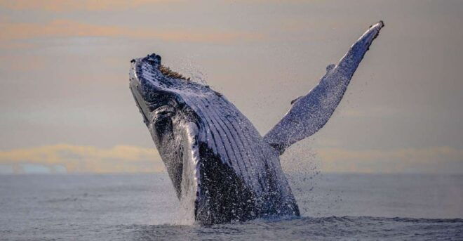 From Cali: Whale Watching Day Trip in Buenaventura - Pricing and Inclusions