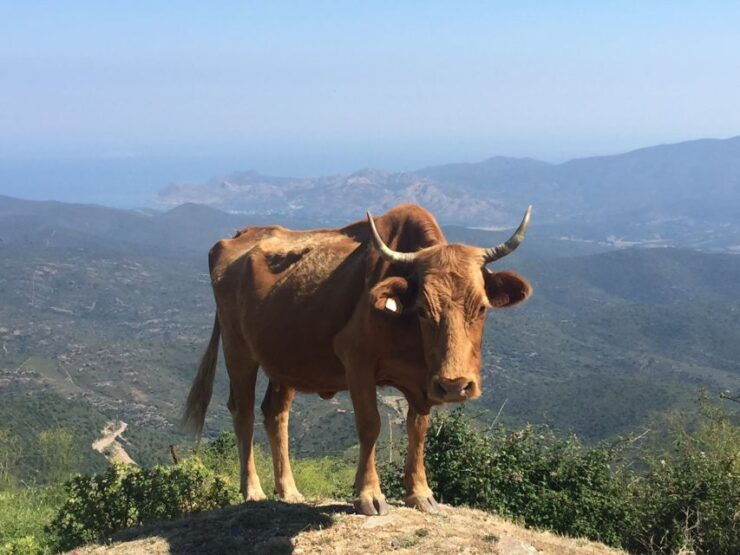From Calvi: 4x4 Day Tour Mountain & Agriates' Saleccia Beach - Small Group and Pickup Locations