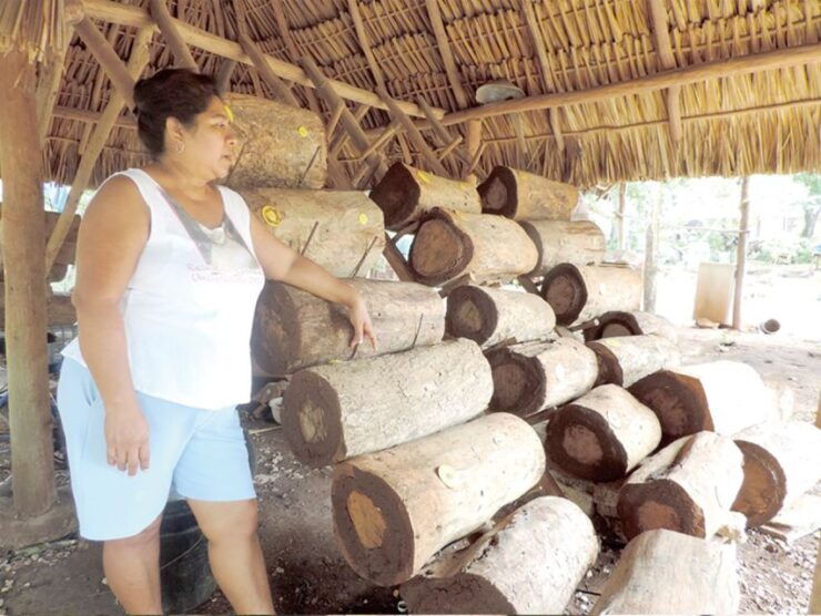 From Campeche: Chenes Route Guided Tour (Maya Community) - Activity Details
