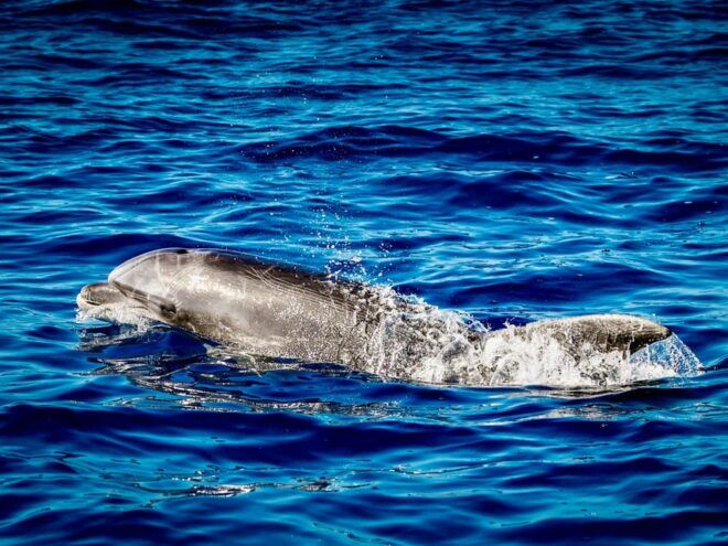 From Can Picafort: Dolphin Watching and Cave Boat Trip - Meeting Point and What to Bring