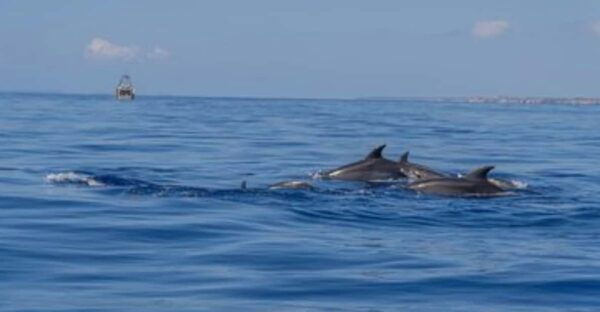 From Can Picafort: Dolphin Watching and Cave Boat Trip - Relaxing and Swimming at Es Coll Baix