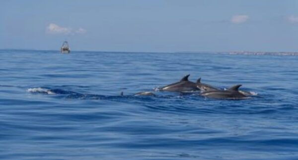 From Can Picafort: Dolphin Watching and Cave Boat Trip - Frequently Asked Questions