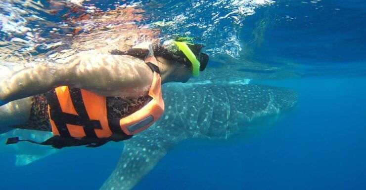 From Cancún: Half-Day Snorkeling With Whale Sharks - Booking Details and Flexibility