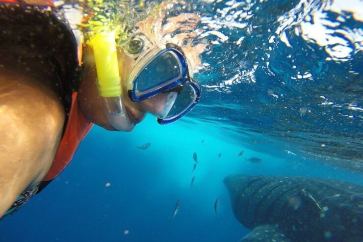 From Cancún: Half-Day Snorkeling With Whale Sharks - Experience Highlights