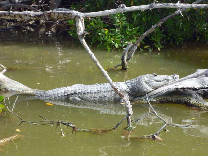 From Cancun: Kantemó Snake Cavern Adventure - Good To Know