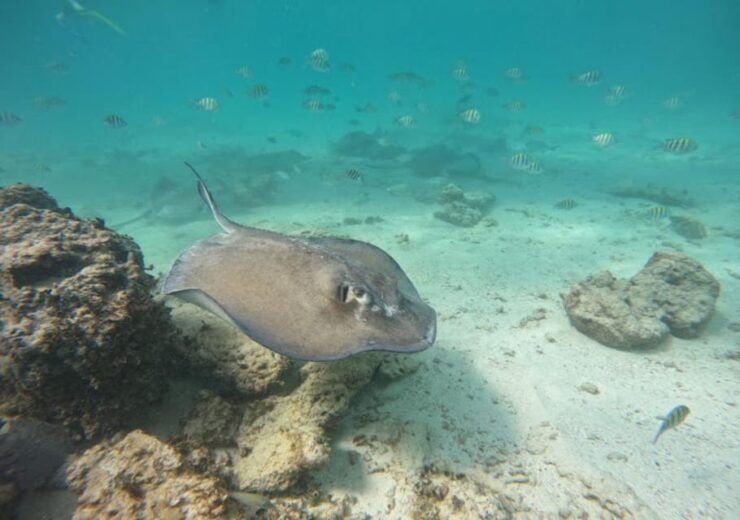 From Cancun: Ocean Reef Snorkeling - Pricing and Booking