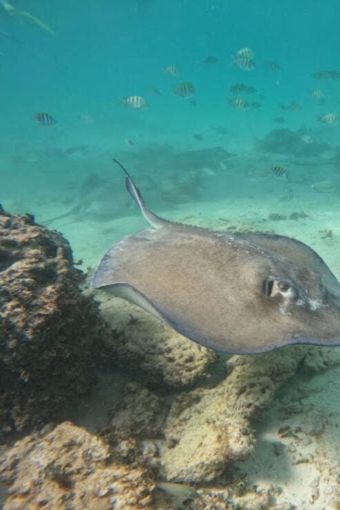 From Cancun: Ocean Reef Snorkeling - Cancellation Policy