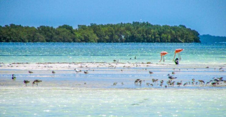 From Cancún/Playa Del Carmen: Holbox Island Tour - Booking Details