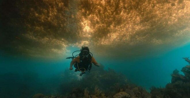 From Cancun: Puerto Morelos Diving Adventure - Preparing for the Dive