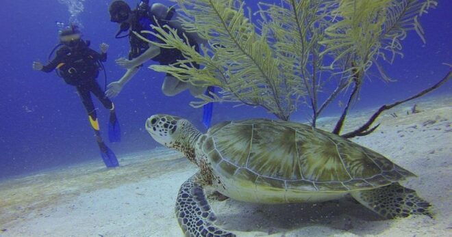 From Cancun: Puerto Morelos Diving Adventure - Location and Accessibility