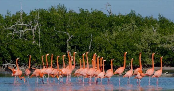 From Cancun: Rio Lagartos Y Las Coloradas Tour - Good To Know