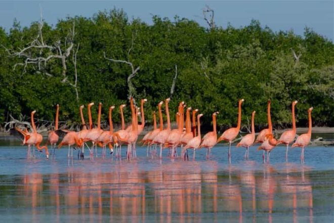 From Cancun: Rio Lagartos Y Las Coloradas Tour - Wildlife Encounters in Rio Lagartos