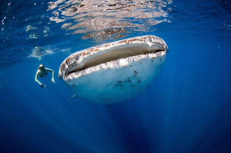 From Cancun/Riviera Maya: Guided Whale Shark Snorkeling Tour - Tour Duration and Cancellation Policy