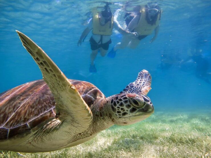 From Cancun/Riviera Maya Snorkel With Sea Turtles & Cenotes - Tour Highlights