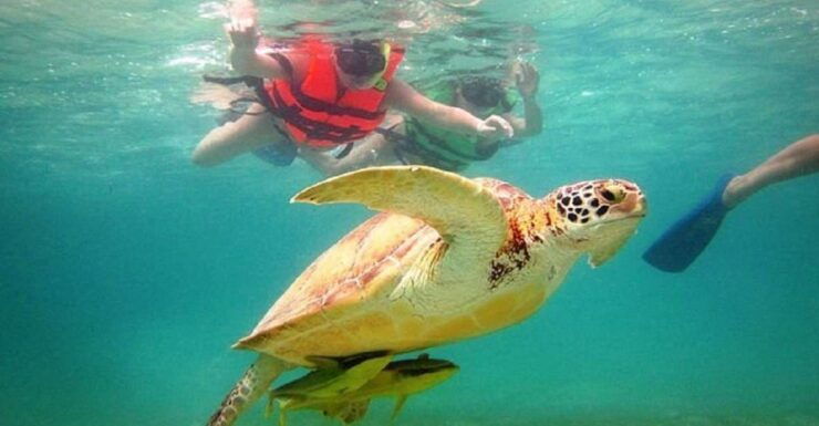 From Cancun: Tulum and Akumal Cenote and Turtle Swim Tour - Tour Overview