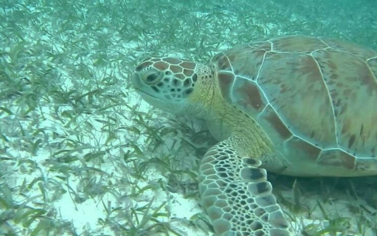 From Cancun: Tulum and Cenote Half-Day Tour With Snorkeling - Booking and Cancellation Policy
