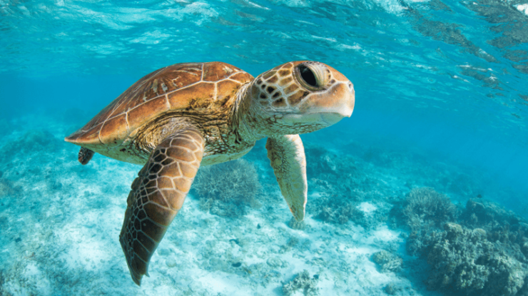 From Cancun: Tulum, Cenote and Turtle Swim Tour at Akumal - Good To Know