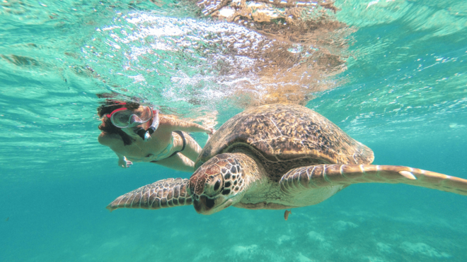 From Cancun: Tulum, Cenote and Turtle Swim Tour at Akumal - Important Information