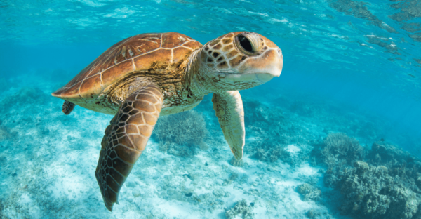 From Cancun: Tulum, Cenote and Turtle Swim Tour at Akumal - Pickup Location