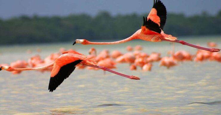 From Cancun/Tulum/Riviera: Las Coloradas & Rio Lagartos Tour - Booking Details