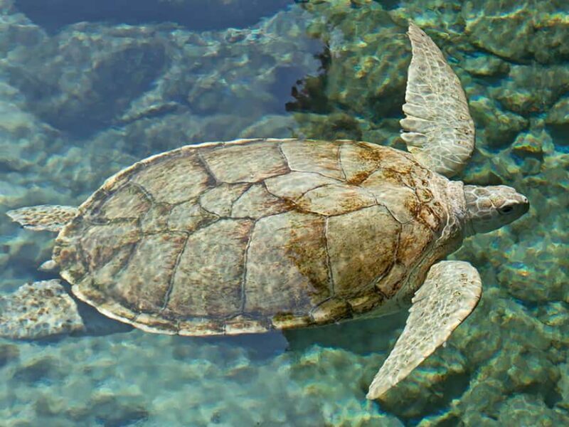 From Cancun: Xcaret Plus Park, the complete experience - Good To Know