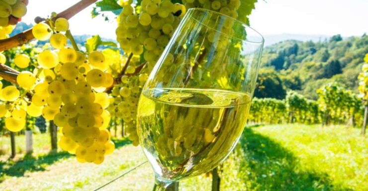 From Cannes: St Paul De Vence, Antibes & Wine Tasting Tour - Experience Highlights