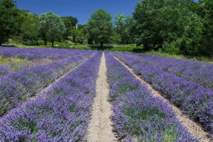 From Cannes: the Largest Canyon of Europe and Its Lake - Tour Details