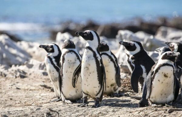 From Cape Town: Cape of Good Hope and Penguins Shared Tour - Know Before You Go