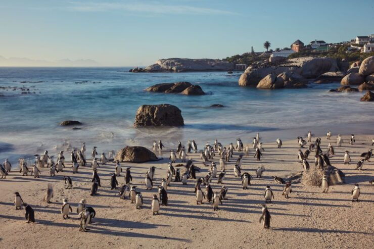 From Cape Town: Cape Point and Boulders Beach Full-Day Tour - Tour Details