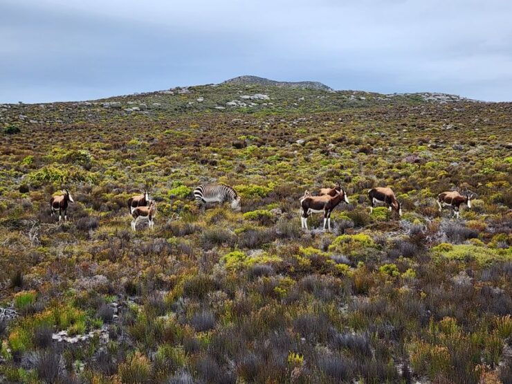 From Cape Town: Cape Point & Boulders Beach Full-Day Tour - Itinerary